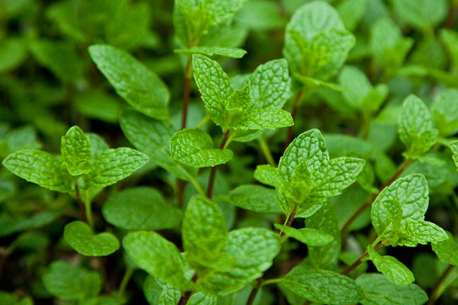 THE BEST SPEARMINT THE BEST SPEARMINT